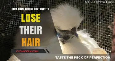 Chicks Keep Their Hair: Why Baldness Isn't a Chick Thing