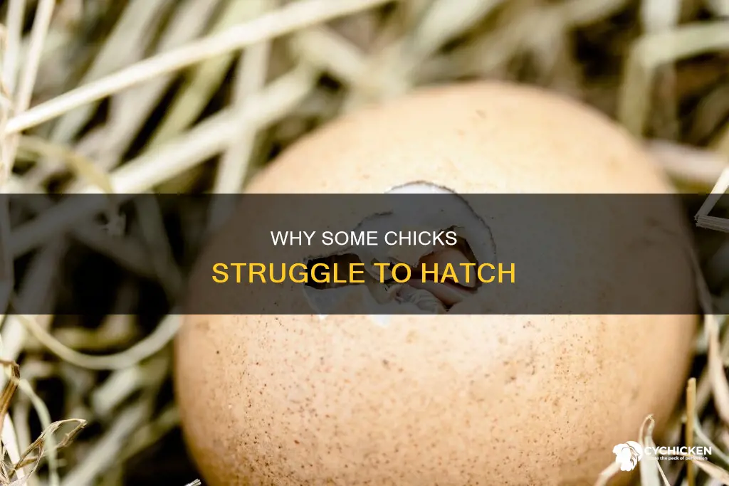 how come some chicks dont break out of their shell
