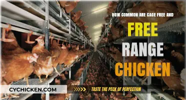 Cage-Free and Free-Range Chicken: How Prevalent Are They?