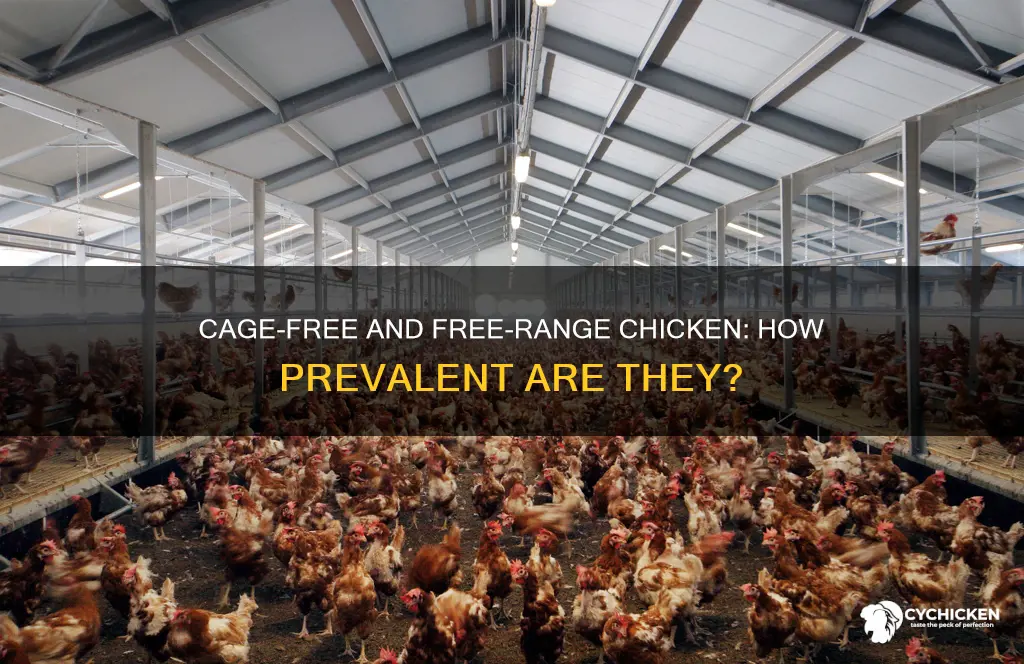 how common are cage free and free range chicken