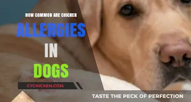 Understanding Chicken Allergies in Dogs: Prevalence and Prevention Tips