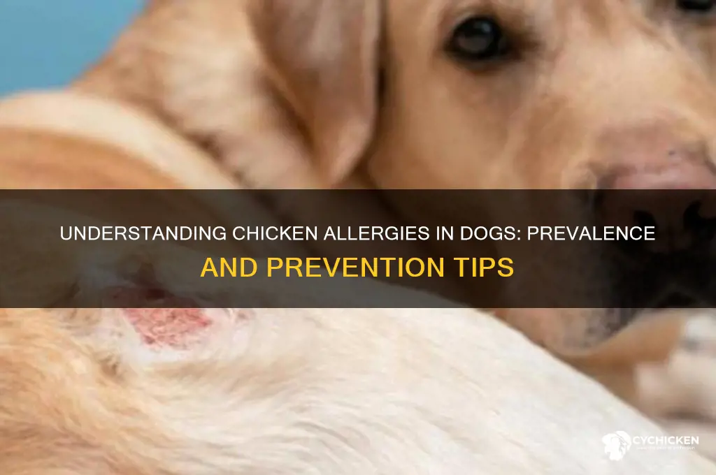how common are chicken allergies in dogs