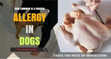 Chicken Allergy in Dogs: Prevalence, Symptoms, and Safe Alternatives