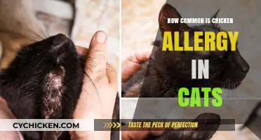 Understanding Chicken Allergies in Cats: Prevalence and Symptoms Explained