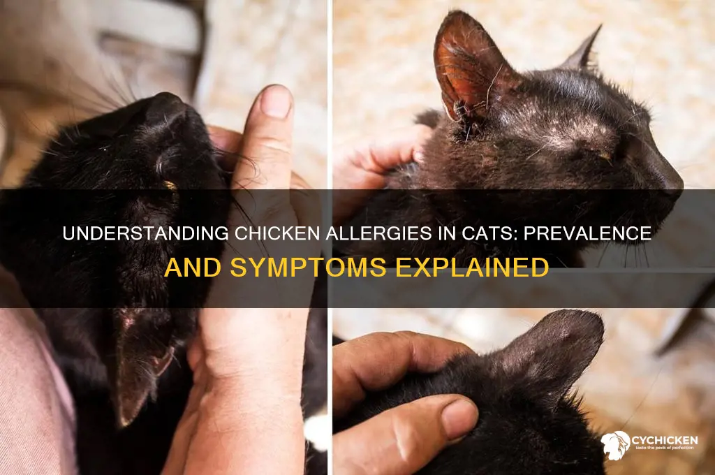 how common is chicken allergy in cats