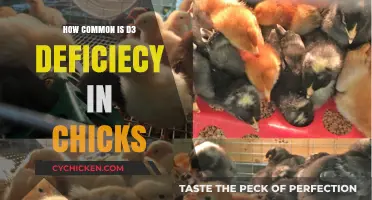 Understanding D3 Deficiency: Prevalence in Chicks and Prevention Strategies
