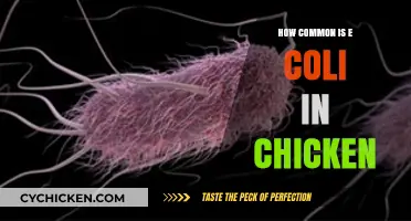 E. Coli in Chicken: Prevalence, Risks, and Safe Handling Tips