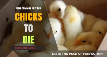 Understanding Chick Mortality: How Common Are Deaths in Young Birds?