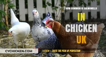 Salmonella in UK Chicken: Prevalence, Risks, and Prevention Tips