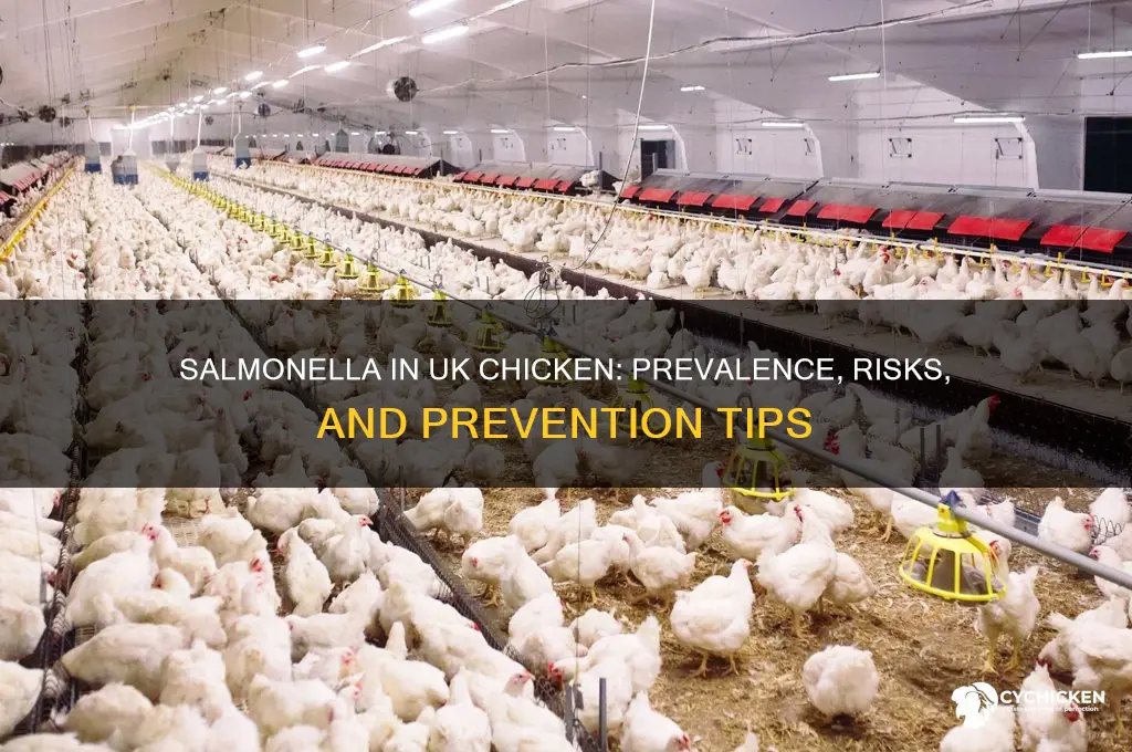 how common is salmonella in chicken uk
