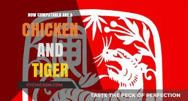 Unlikely Pair: Exploring the Compatibility of Chickens and Tigers