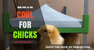 Chilling Chicks: Finding the Perfect Temperature Balance for Healthy Hatchlings