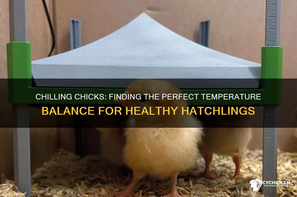 how cool is too cool for chicks