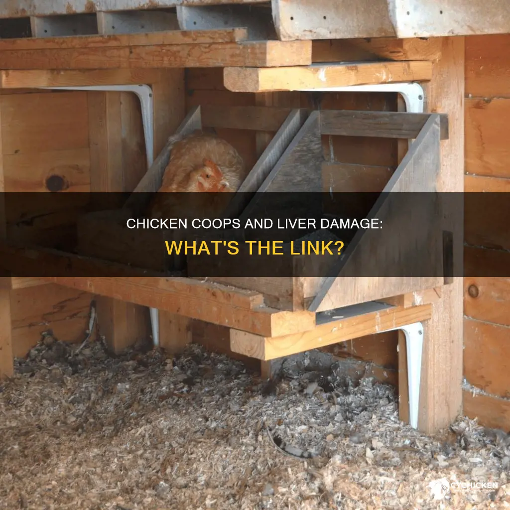 how could a chicken coup cause cirrohsis of the liver
