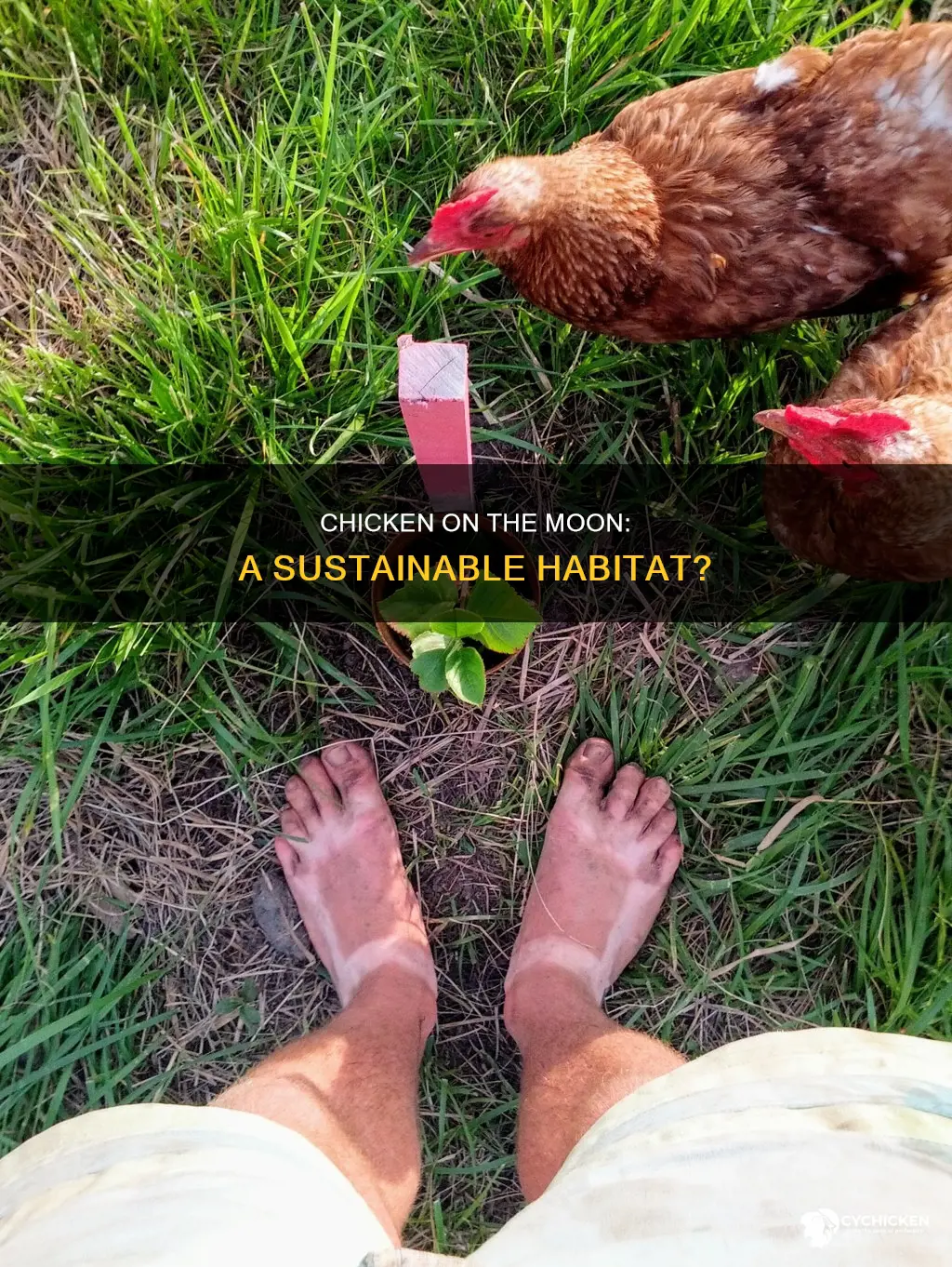 how could we keep a chicken on the moon