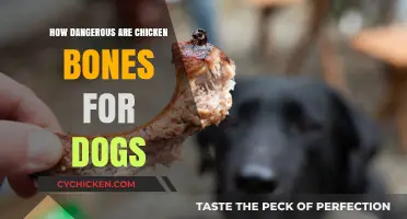 Chicken Bones and Dogs: Uncovering the Hidden Dangers for Your Pet