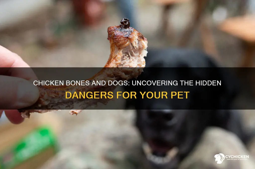 how dangerous are chicken bones for dogs