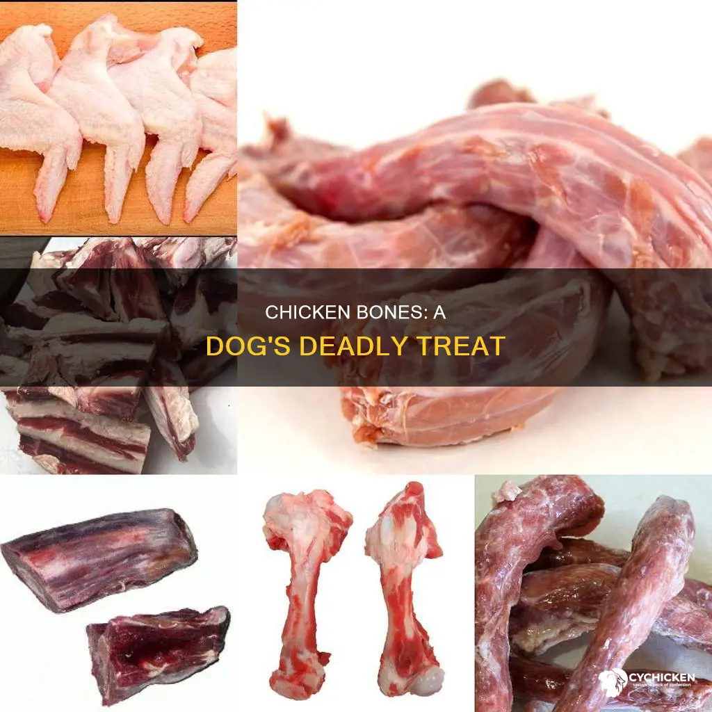 how dangerous is it for dogs to swallow chicken bones