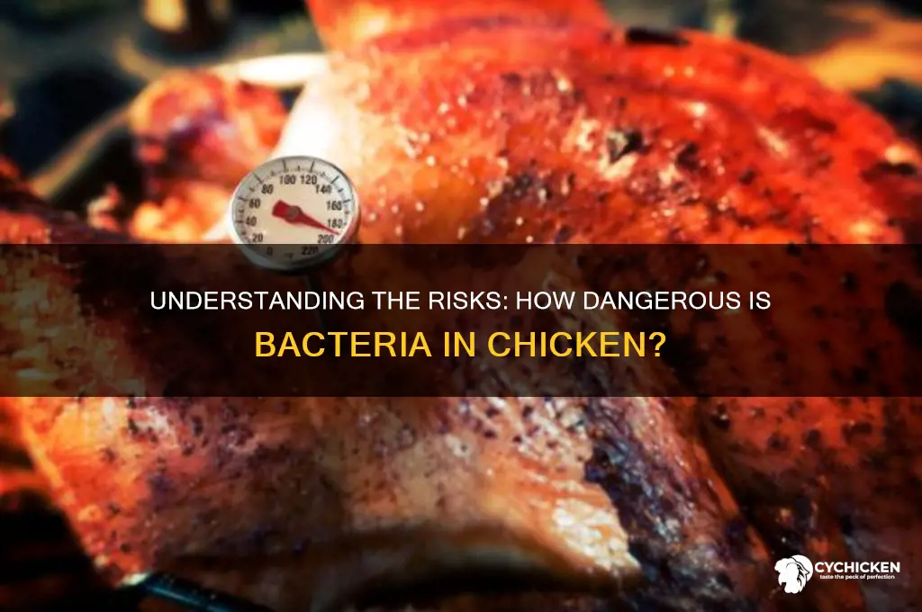 how dangerous is the baacteria in chicken