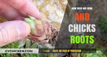 Exploring the Surprising Depth of Hens and Chicks Root Systems