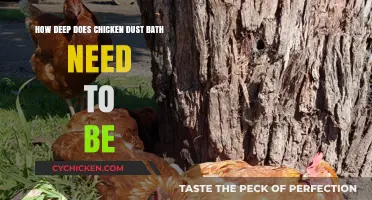 The Perfect Depth for a Chicken Dust Bath