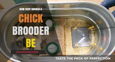 Ideal Chick Brooder Depth: Tips for a Safe and Cozy Environment