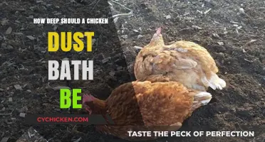Perfect Chicken Dust Bath Depth: Tips for Happy, Healthy Hens