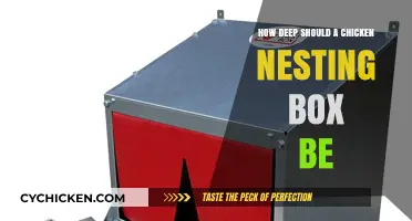 Optimal Chicken Nesting Box Depth for Happy, Healthy Egg Laying