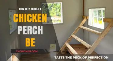 Optimal Chicken Perch Depth: A Guide for Happy, Healthy Hens