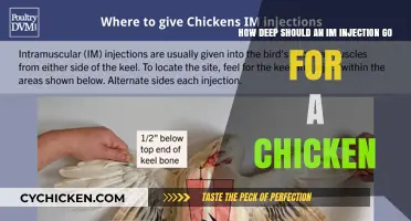 Mastering Intramuscular Injection Depth for Chicken Health