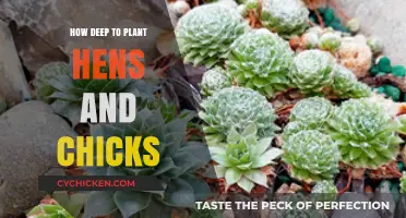 Optimal Planting Depth for Hens and Chicks: A Comprehensive Guide