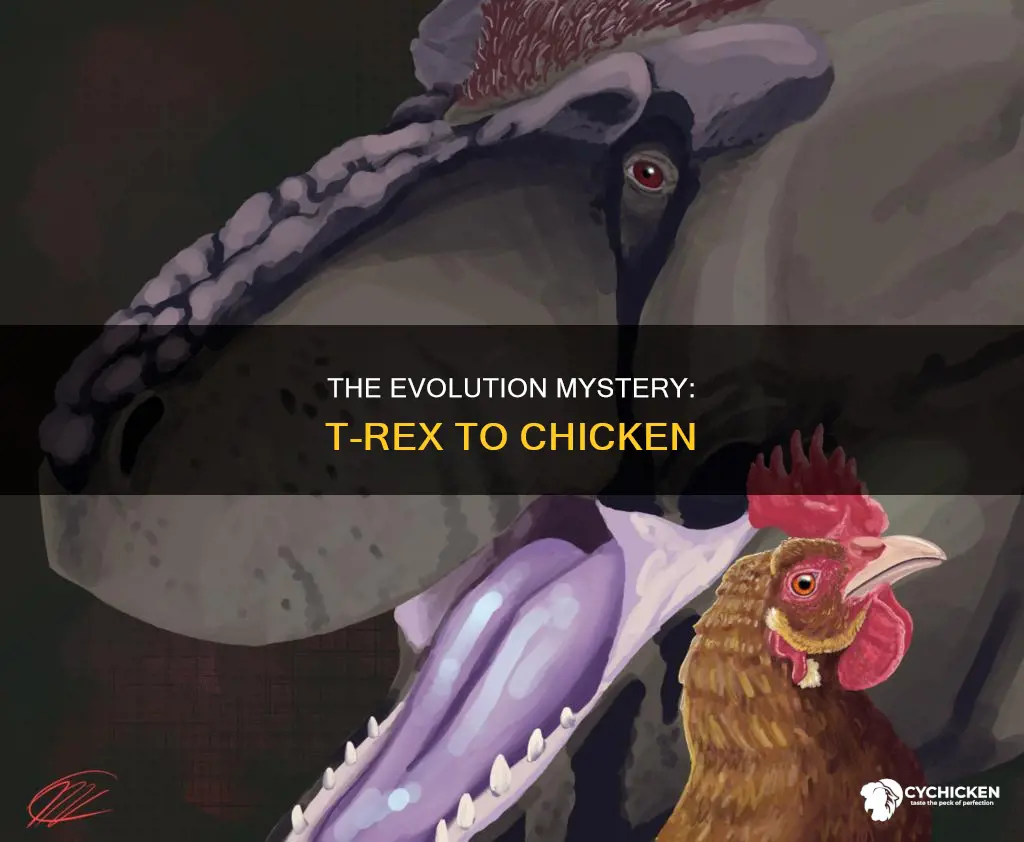 how did a t rex evolve into a chicken