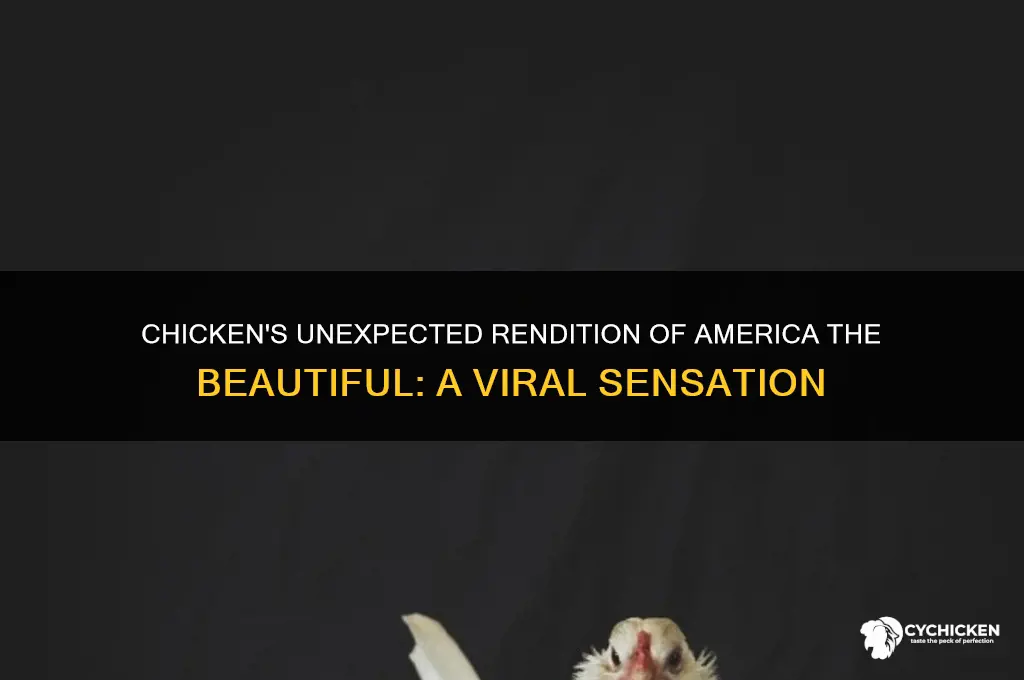 how did chicken play america the beautiful