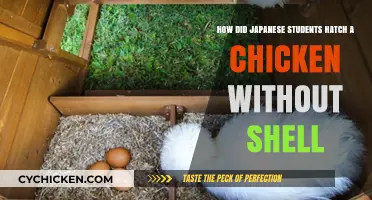 Japanese Students Hatch Shell-less Chickens