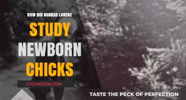 Konrad Lorenz's Pioneering Research on Newborn Chick Imprinting Behavior