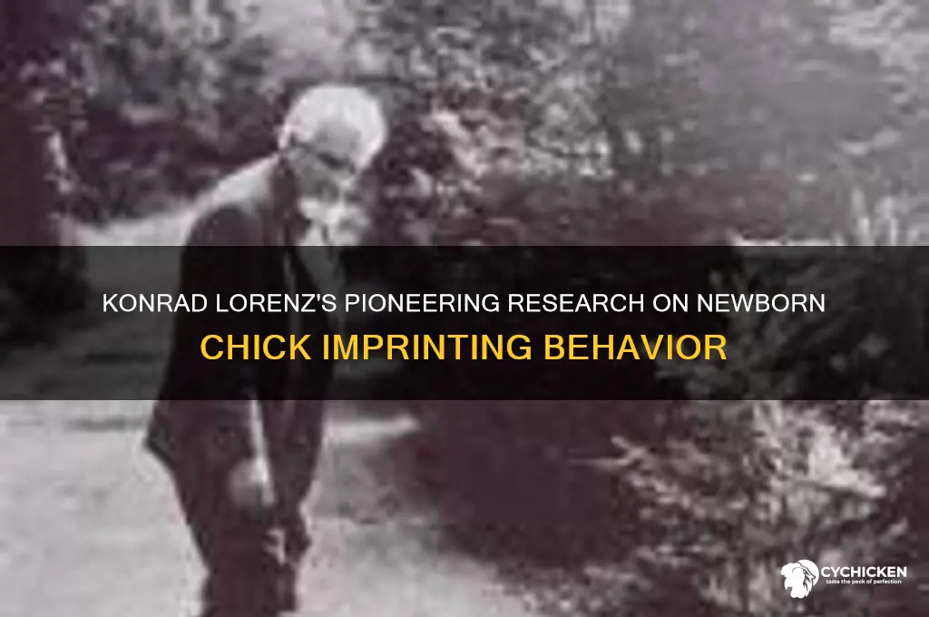 how did konrad lorenz study newborn chicks