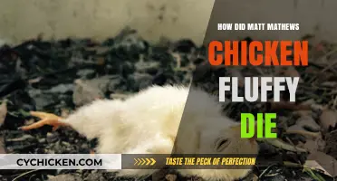 The Tragic Death of Matt Mathews' Chicken Fluffy: What Happened?