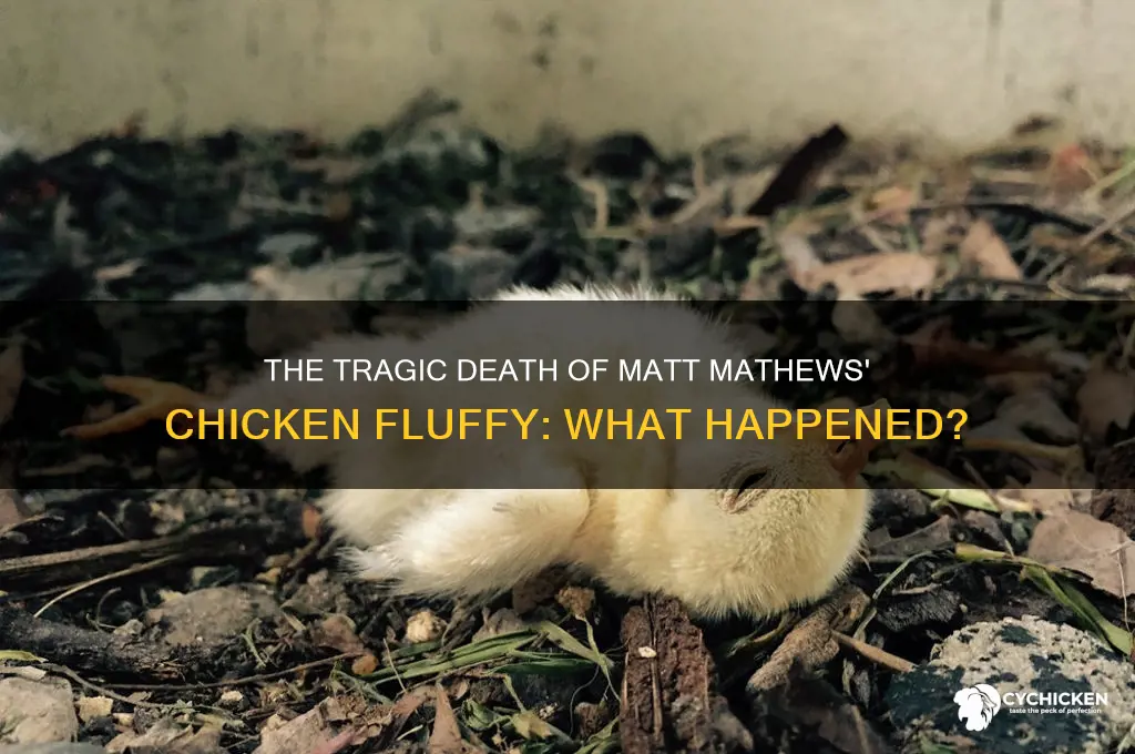how did matt mathews chicken fluffy die