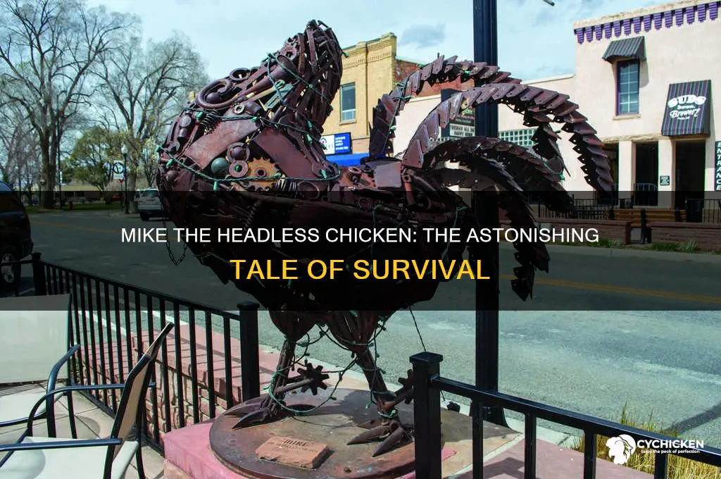 how did mike the chicken lose his head