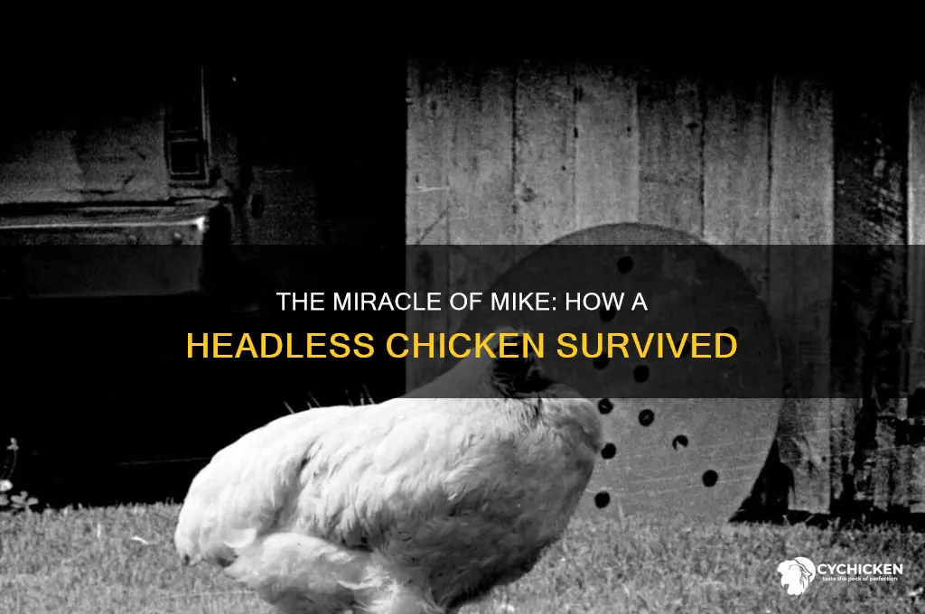 how did mike the chicken stay alive