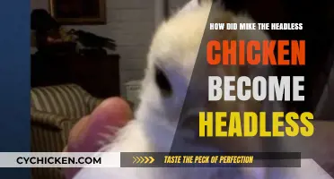 The Astonishing Tale of Mike: How a Chicken Survived Beheading