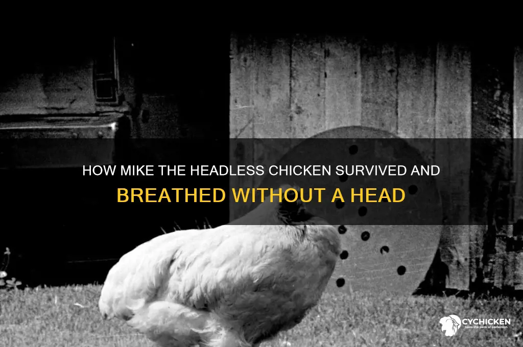 how did mike the headless chicken breathe