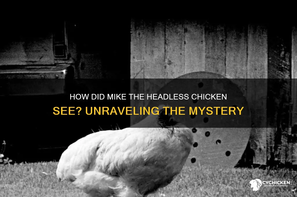 how did mike the headless chicken see
