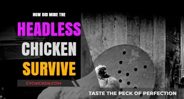 Mike the Headless Chicken: The Astonishing Survival Story Explained