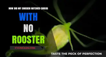 Mysterious Chicken Egg Hatching: No Rooster Required