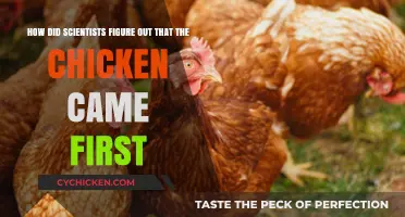 Scientists Crack the Chicken-and-Egg Conundrum