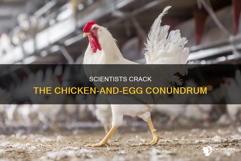 how did scientists figure out that the chicken came first