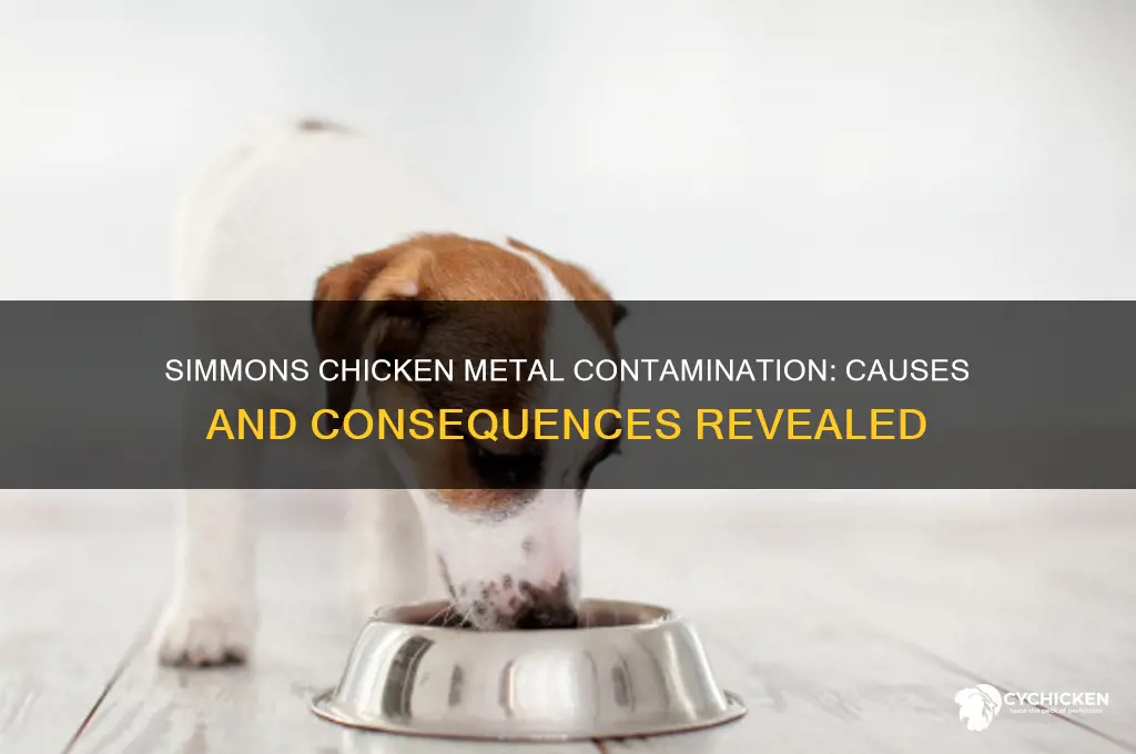 how did simmons chicken become contaminated by metal