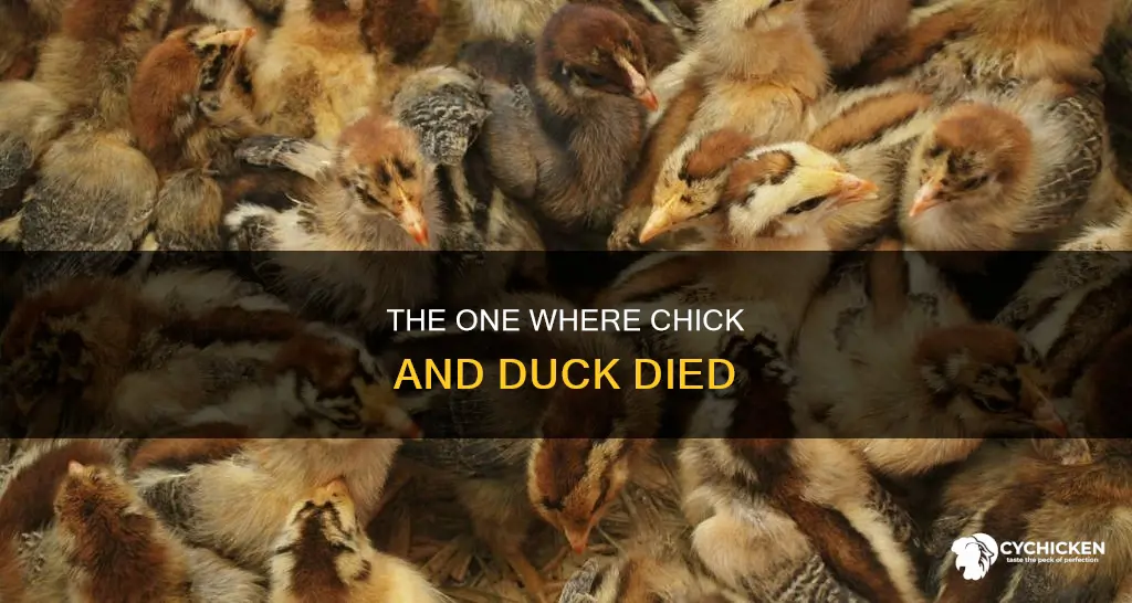 how did the chick and the duck die on friends