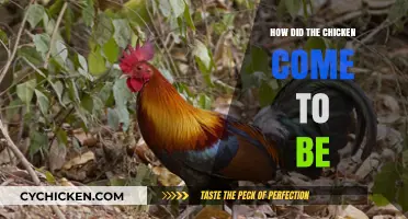 The Surprising Origins and Evolution of the Domestic Chicken